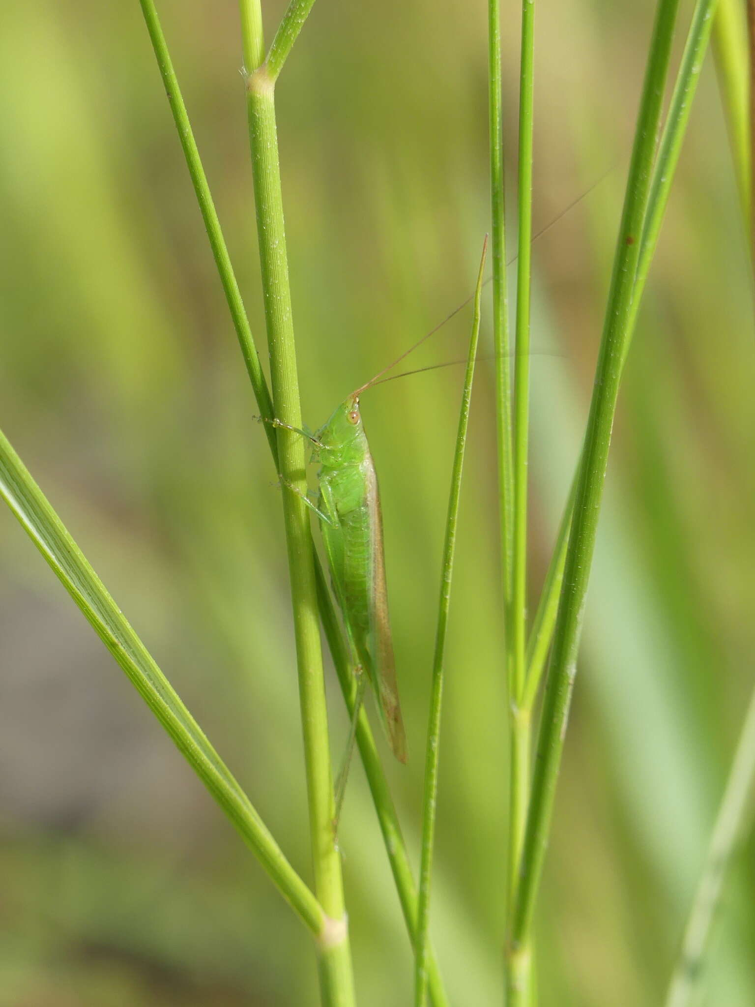 Image of Conocephalus (Conocephalus) conocephalus (Linnaeus 1767)