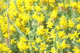 Image of Genista tournefortii Spach