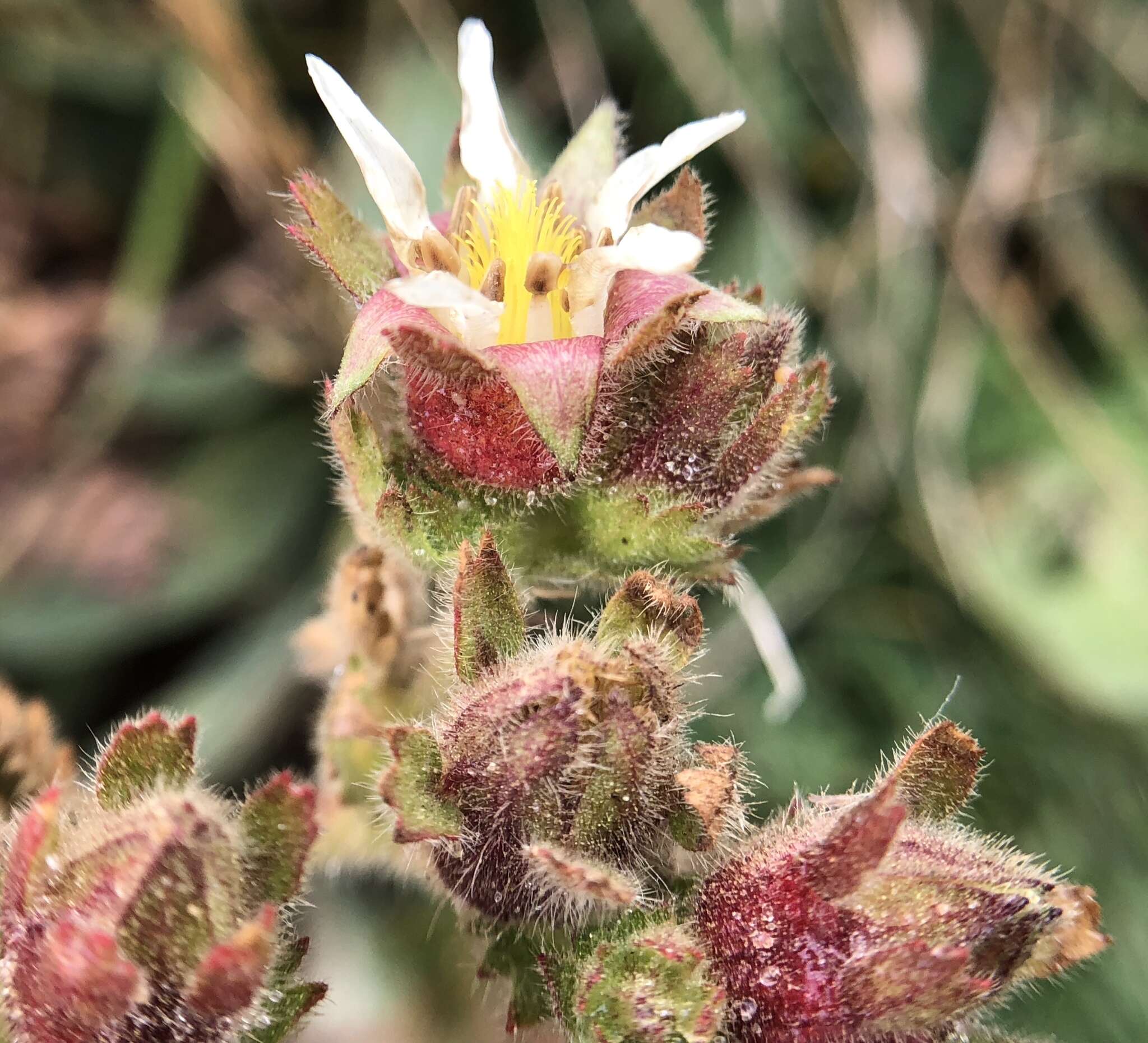 Слика од Horkelia californica subsp. californica