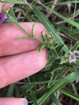 Image of gray vervain