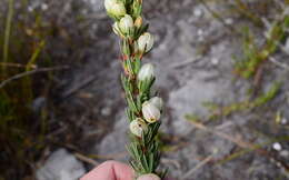 Image of Erica grisbrookii Guthrie & Bolus