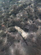 Image of Three-rowed Sea Cucumber