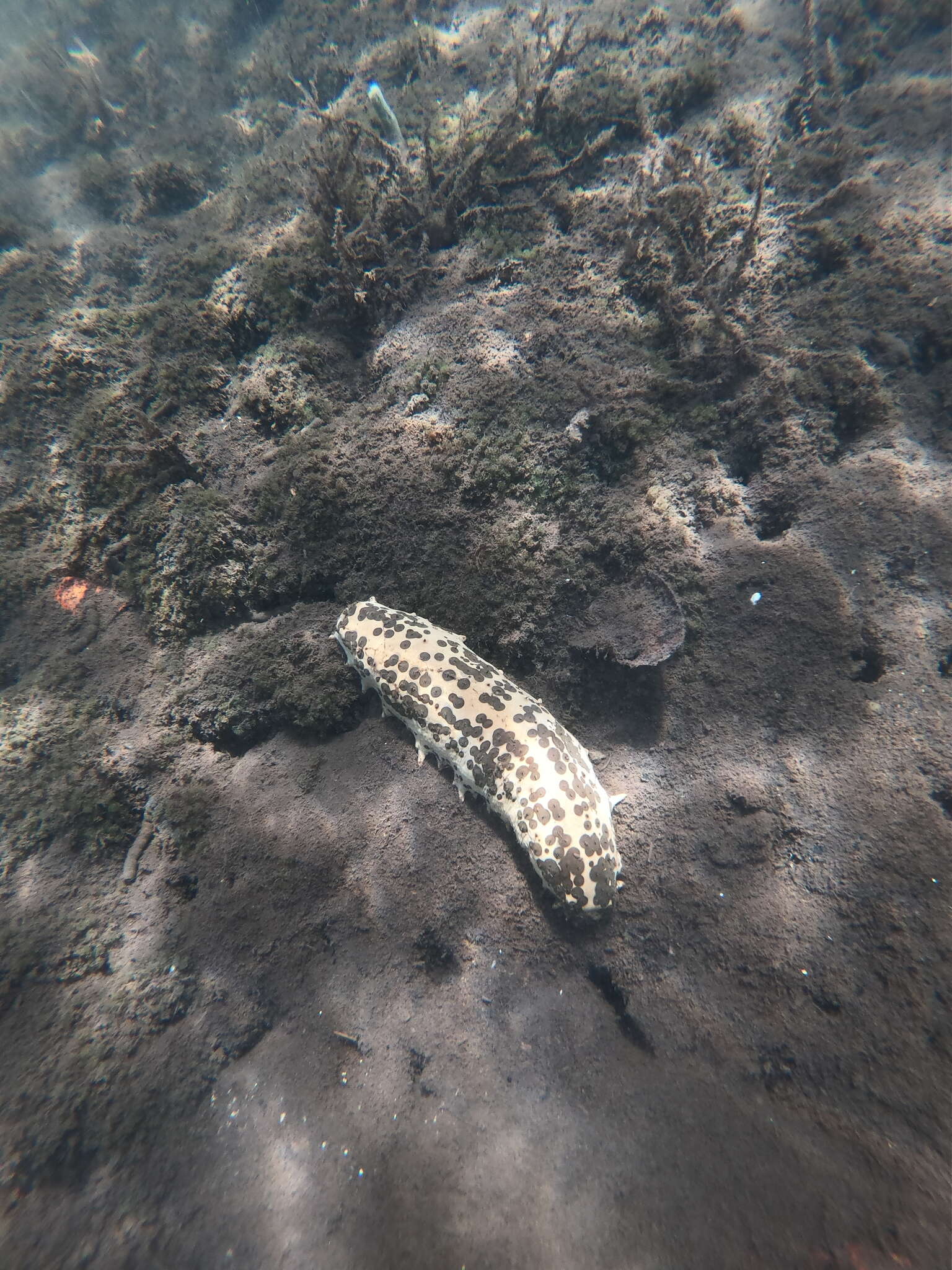 Image de Concombre de mer à points