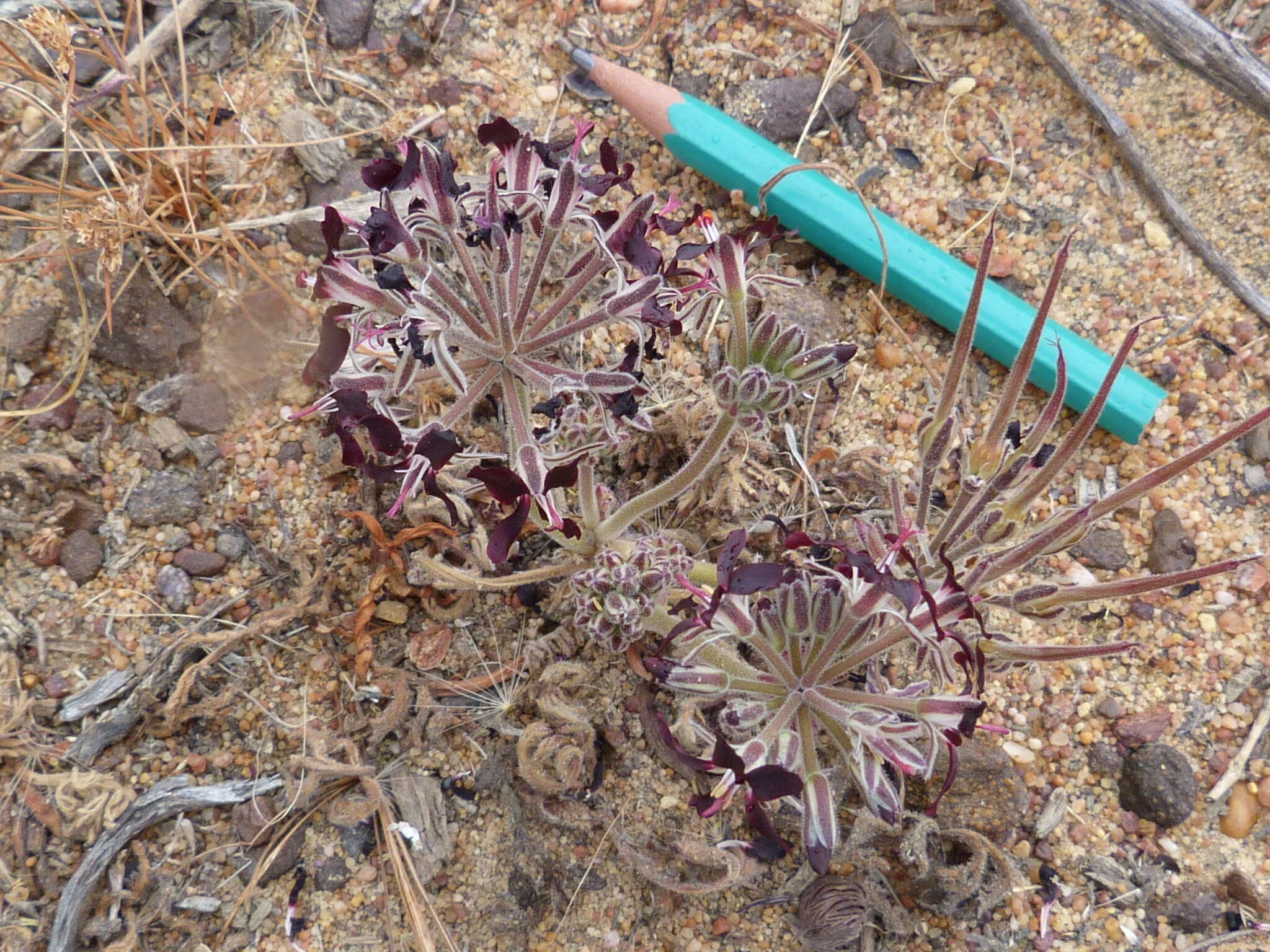 Image of Pelargonium auritum subsp. auritum