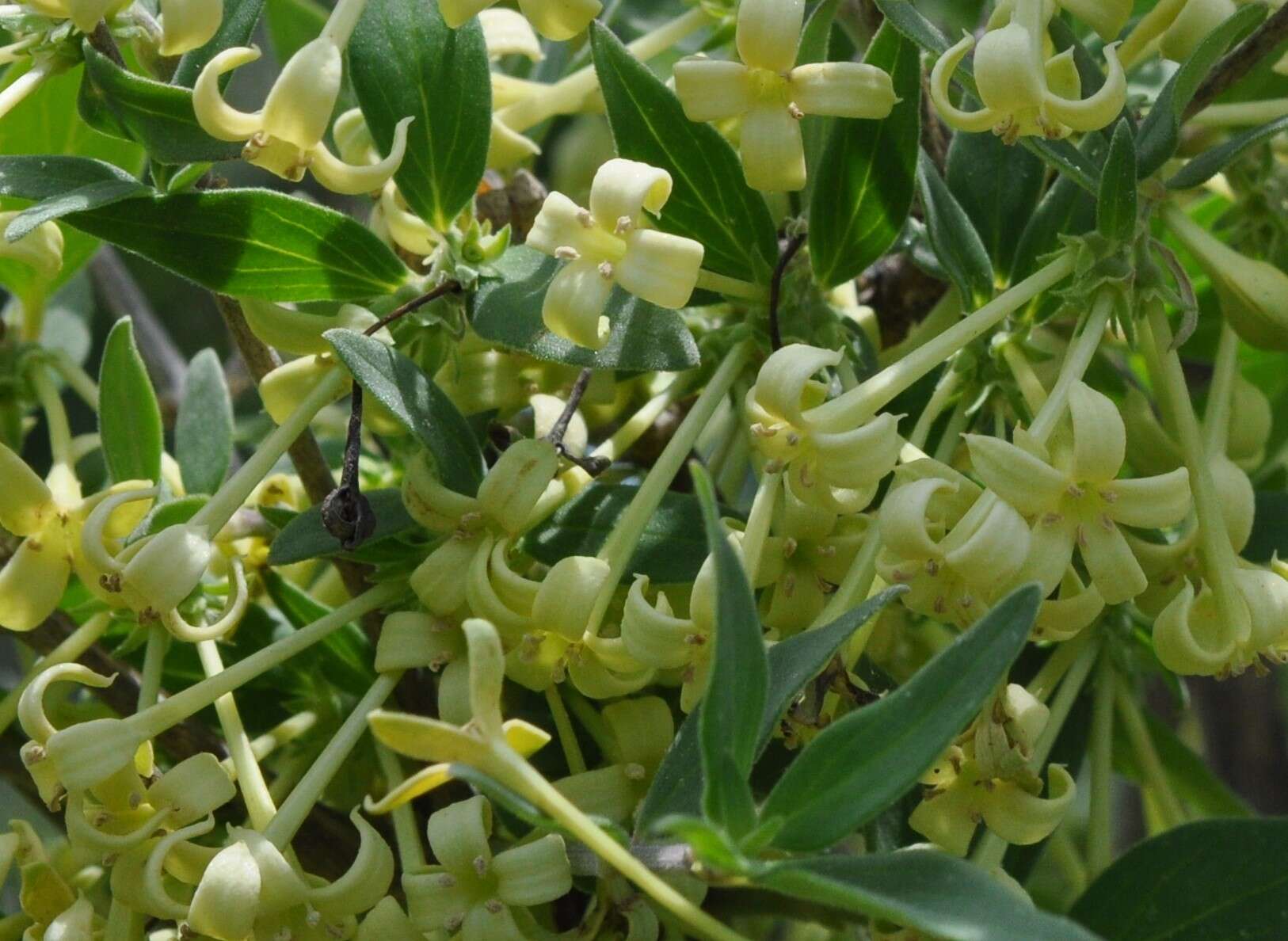 Image of Bouvardia multiflora (Cav.) Schult. & Schult. fil.