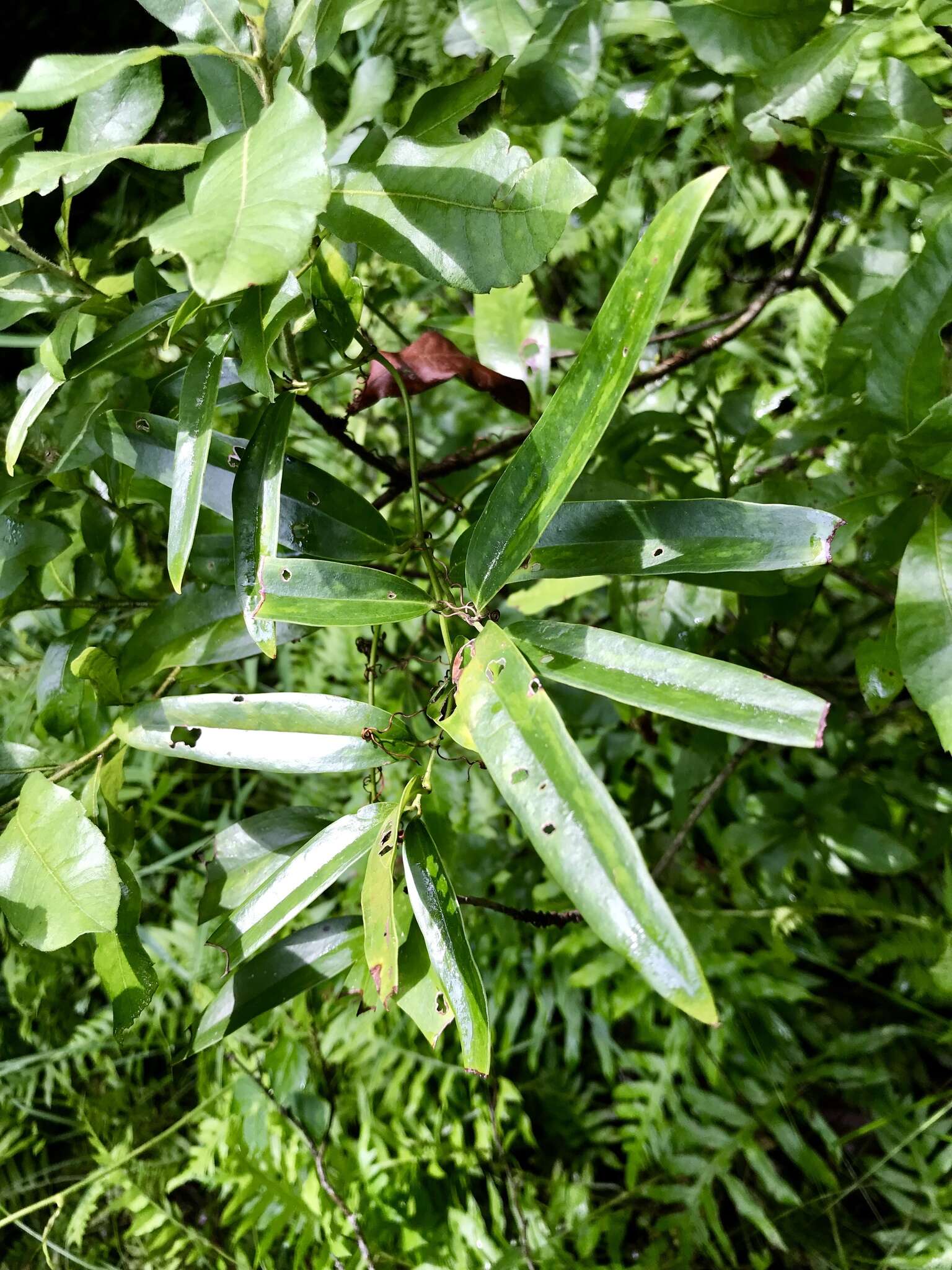 Sivun Smilax laurifolia L. kuva