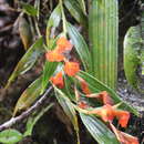 Image of Elleanthus ampliflorus Schltr.