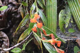 Imagem de Elleanthus ampliflorus Schltr.