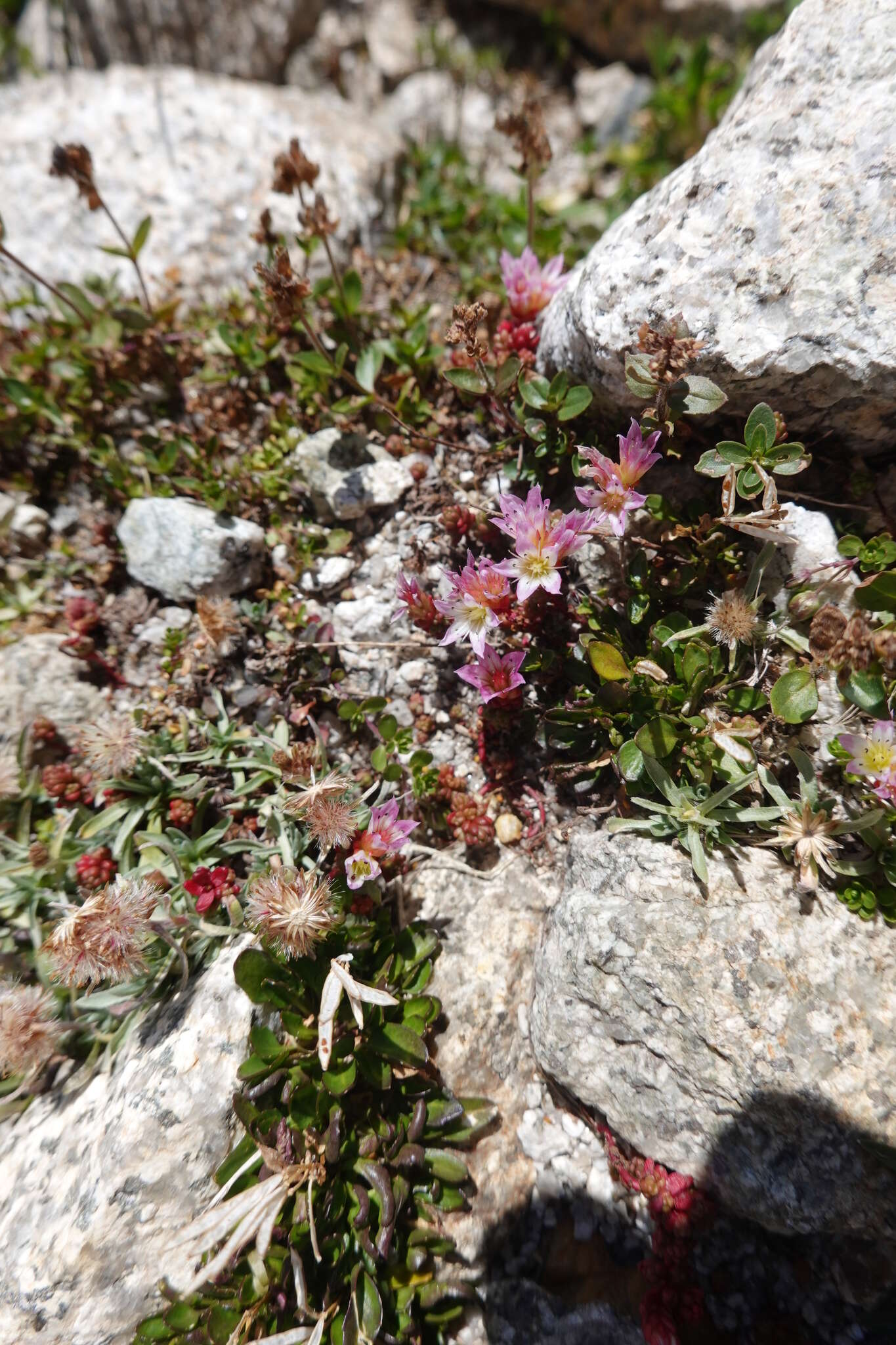 Imagem de Sedum candollei