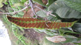 Image of Selliguea feei Bory