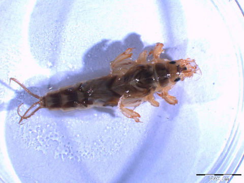 Image of common burrower mayflies