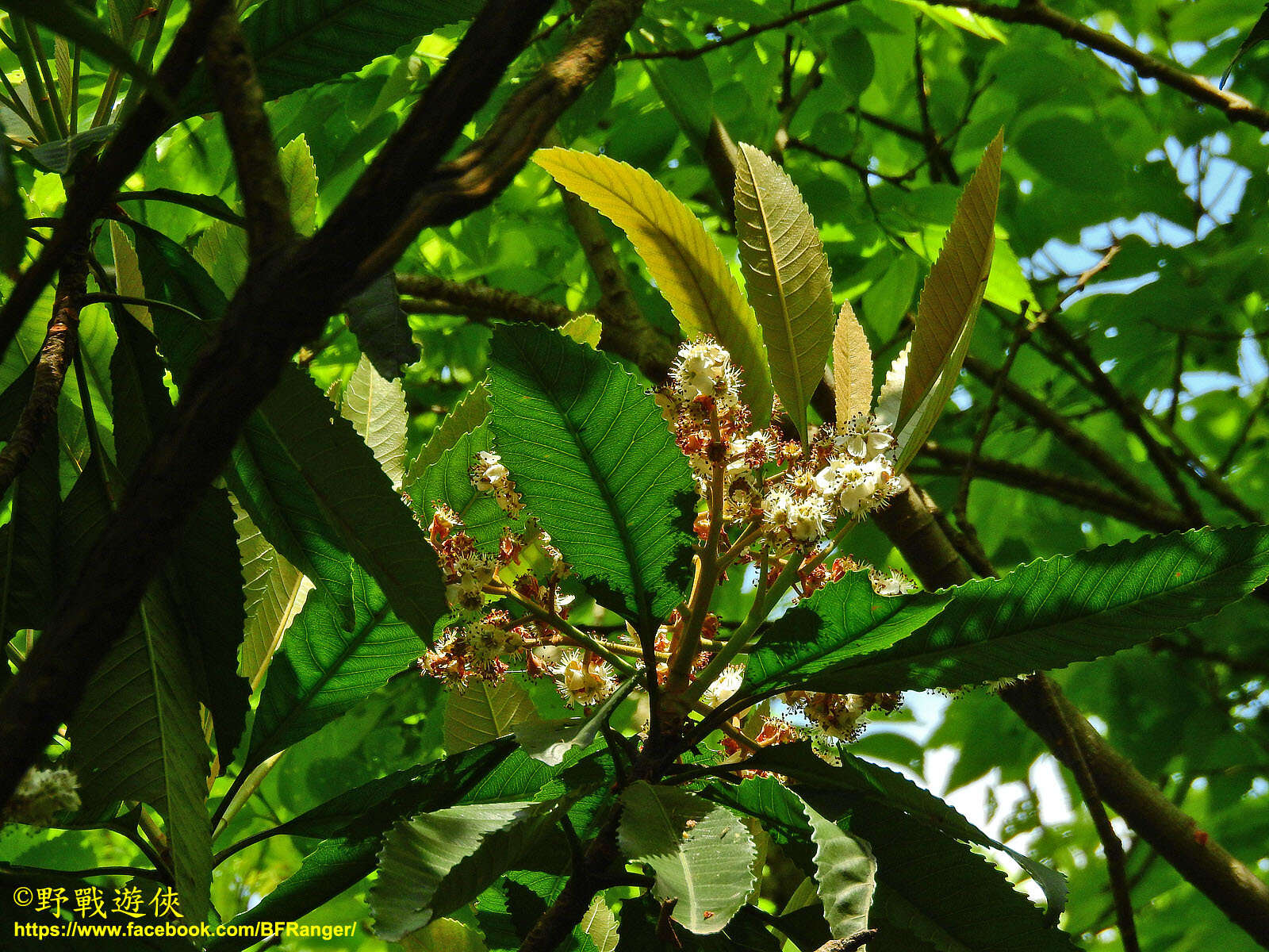 Eriobotrya deflexa (Hemsl.) Nakai的圖片