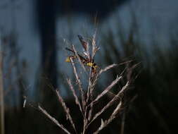 Imagem de Dichanthium annulatum var. annulatum