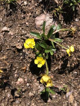 Image of Rocky Mountain Buttercup