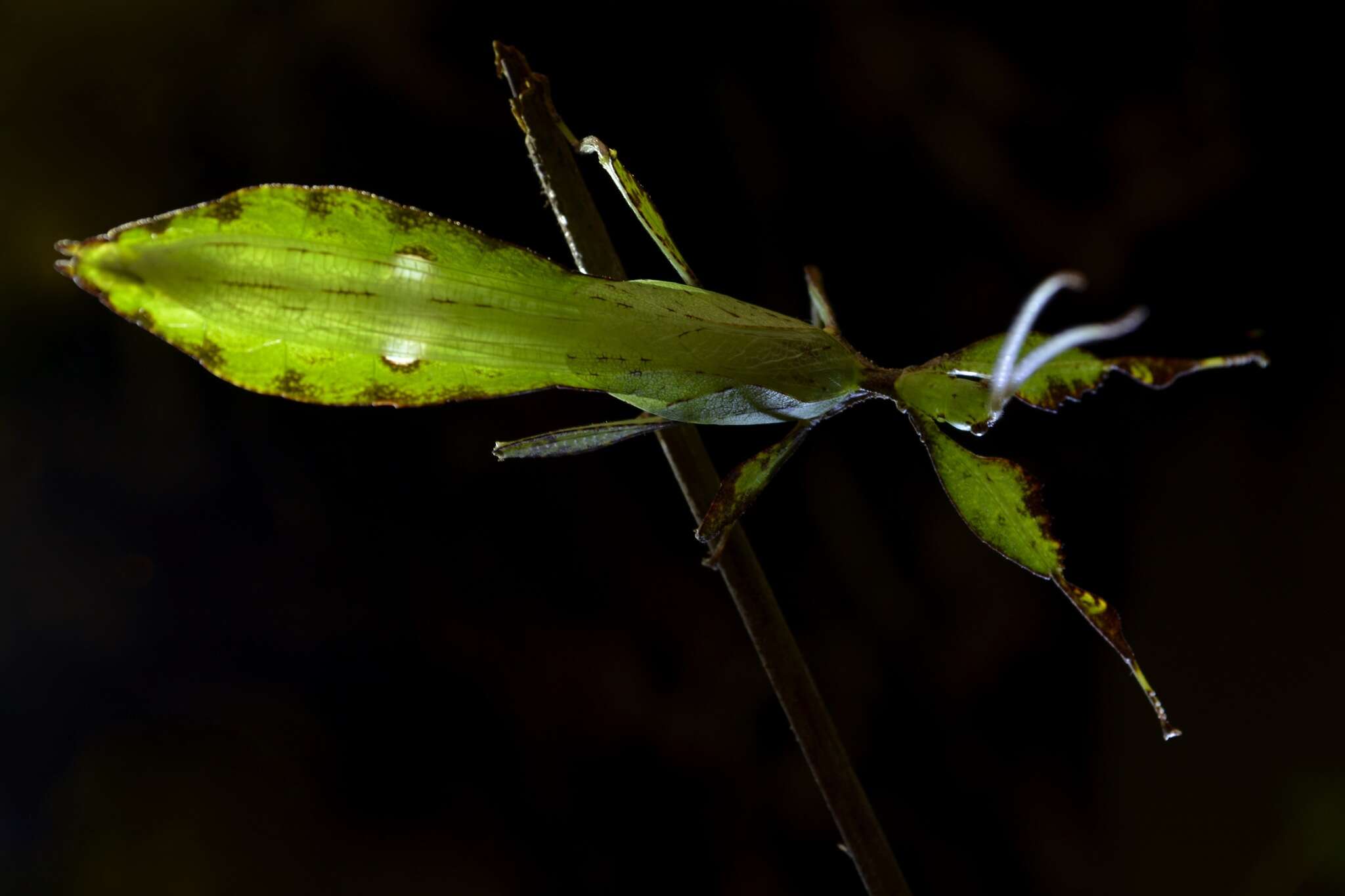 Image of Cryptophyllium chrisangi (Seow-Choen 2017)