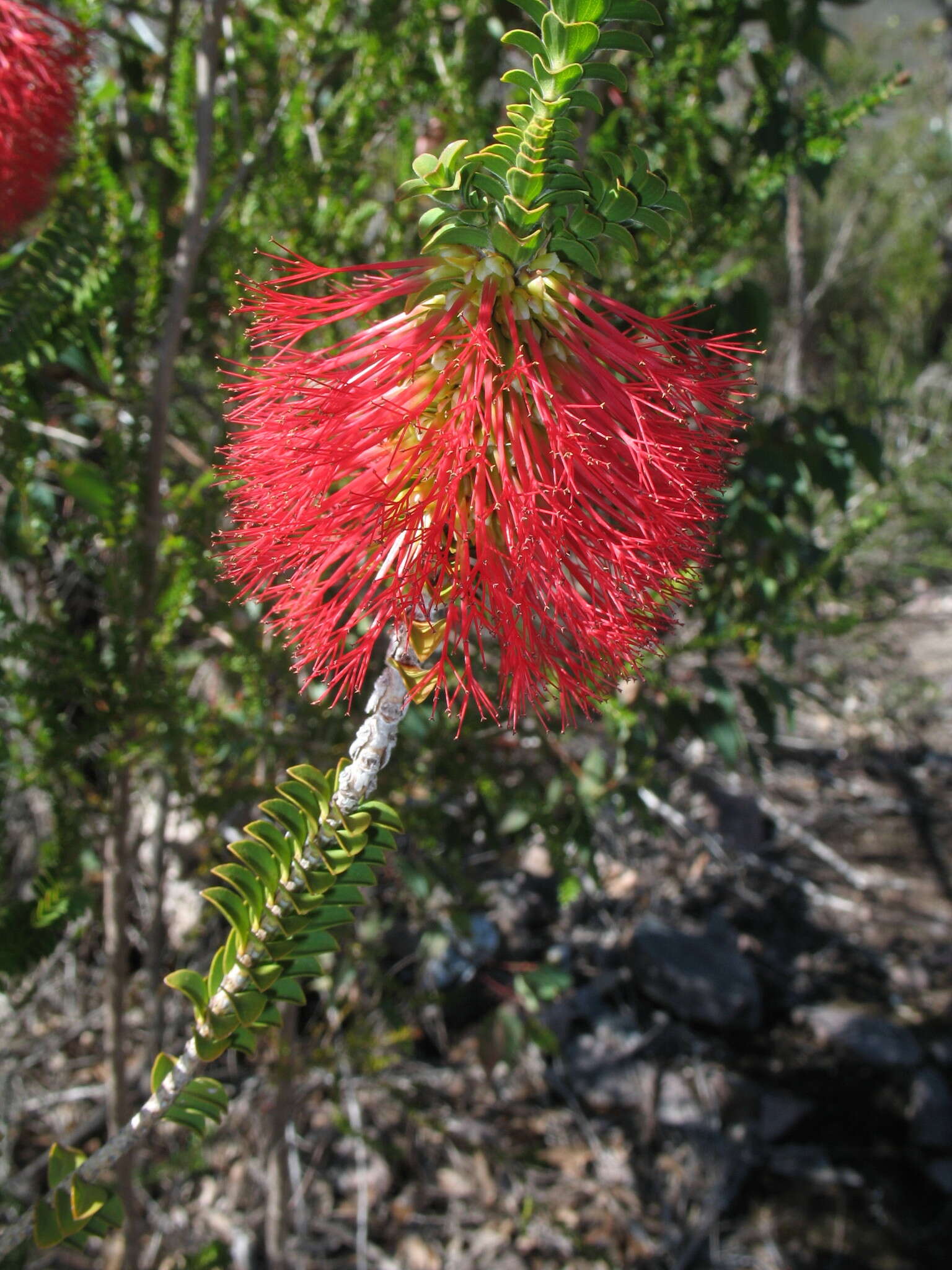 Image of Melaleuca transversa Craven & R. D. Edwards