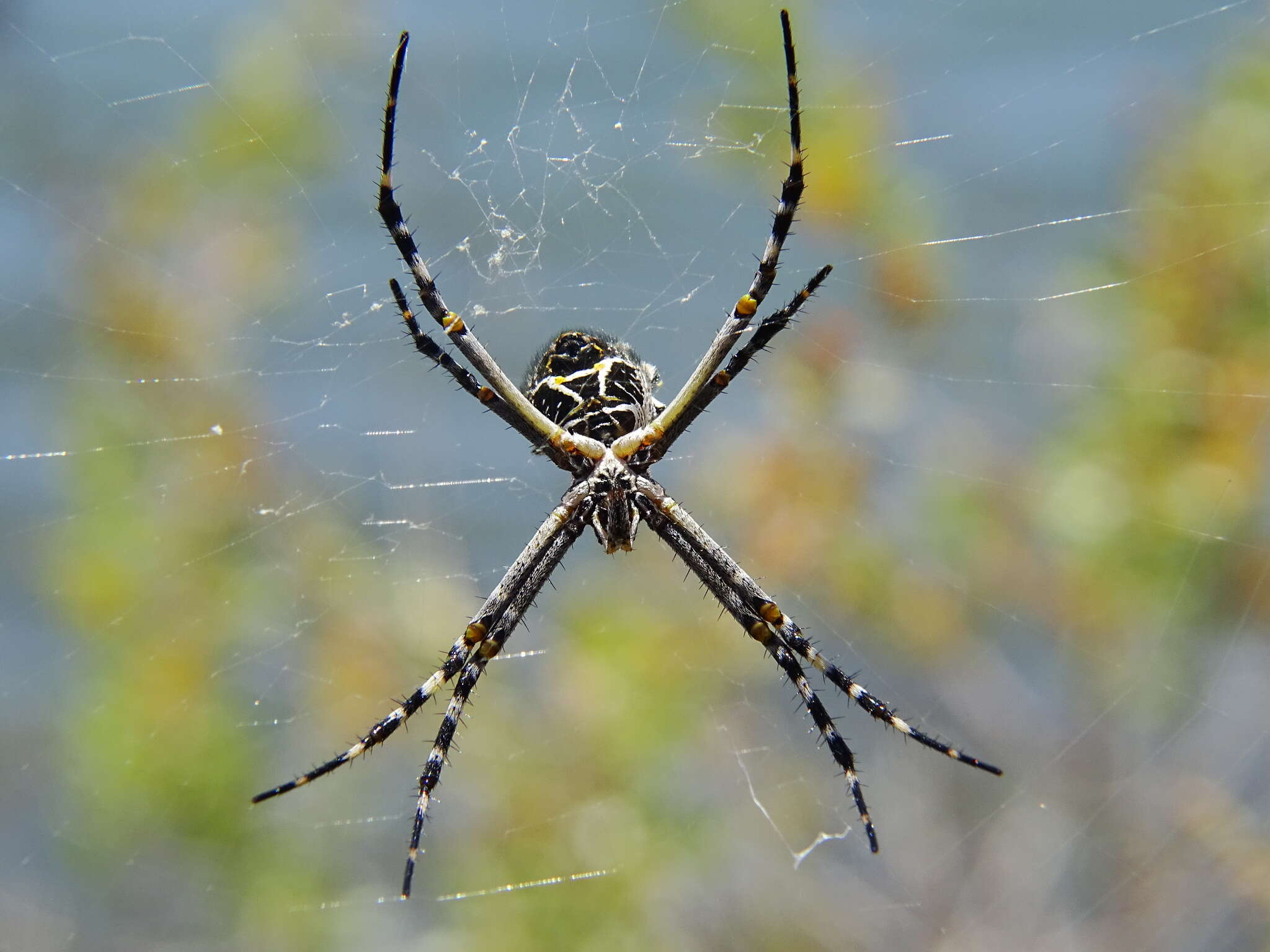 Image of Silver Argiope