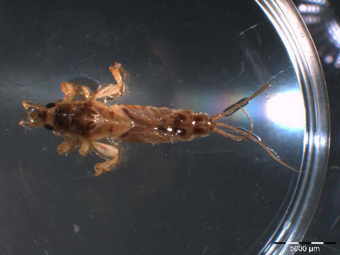 Image of common burrower mayflies