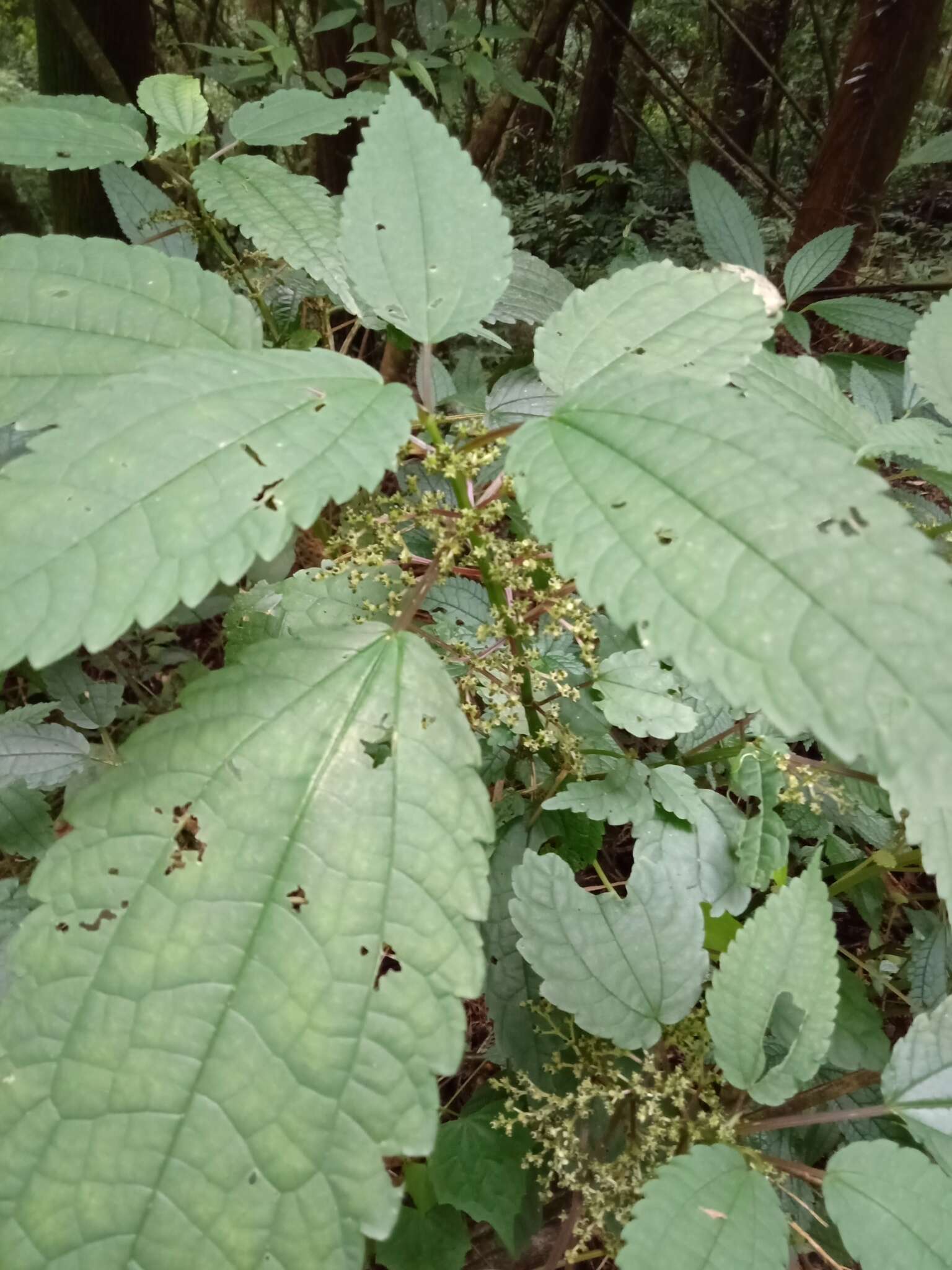 Image of Pilea angulata (Bl.) Bl.