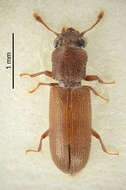 Lyctus africanus Lesne 1907 resmi