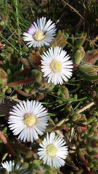 Imagem de Drosanthemum hispifolium (Haw.) Schwant.