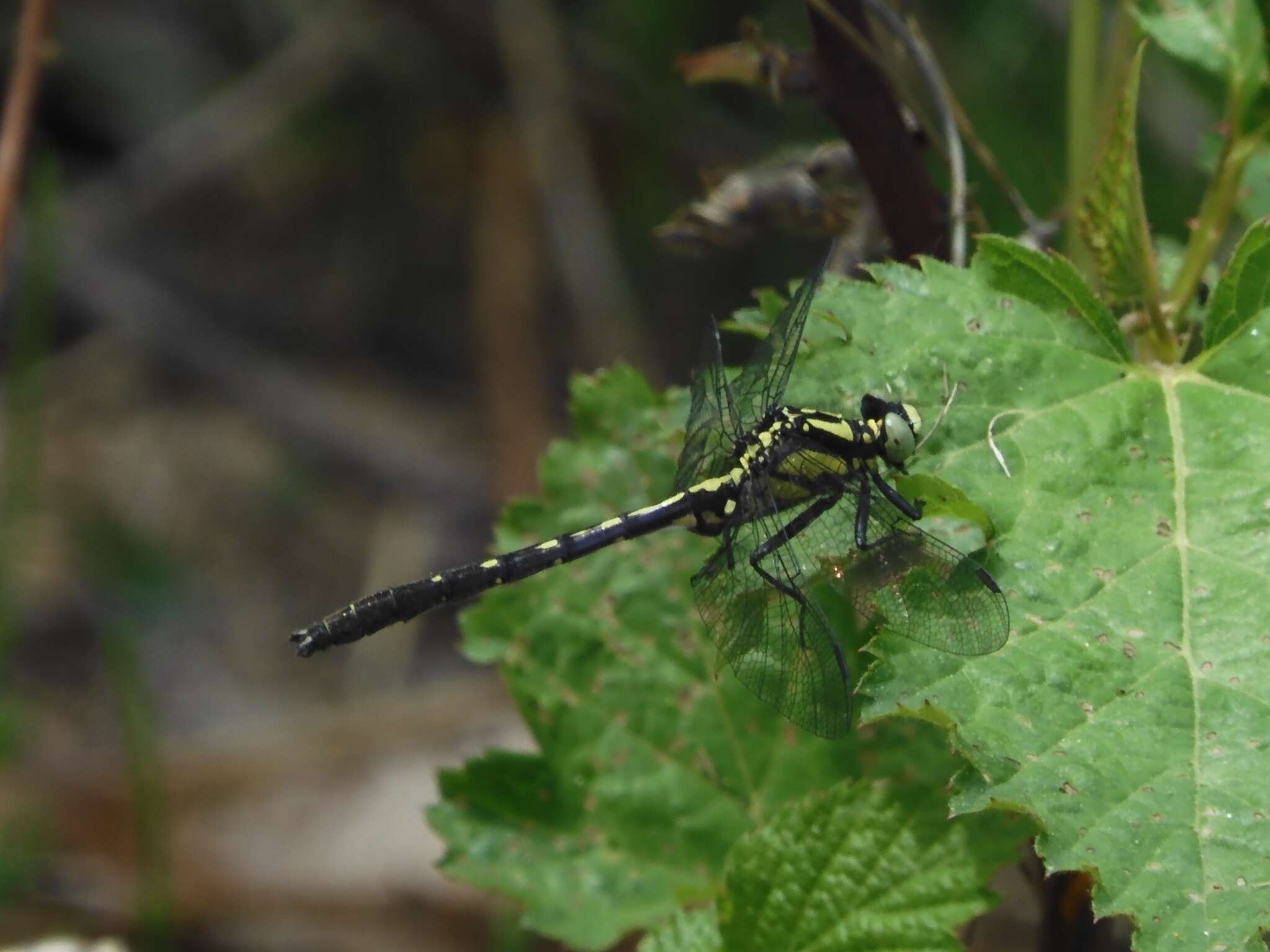 Imagem de Trigomphus citimus (Needham 1931)