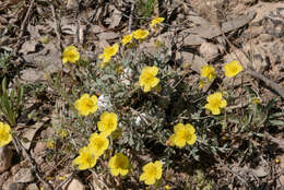 Helianthemum ruficomum (Viv.) Sprengel resmi