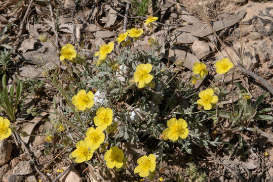 Image of Helianthemum ruficomum (Viv.) Sprengel