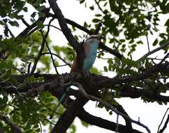 Image of Racket-tailed Roller