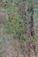 Image of Pultenaea retusa Sm.