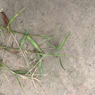 Image of Tropical Liverseed Grass