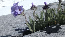 Слика од Polemonium eximium Greene