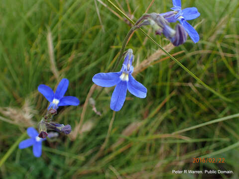 Image of Lobelia preslii A. DC.