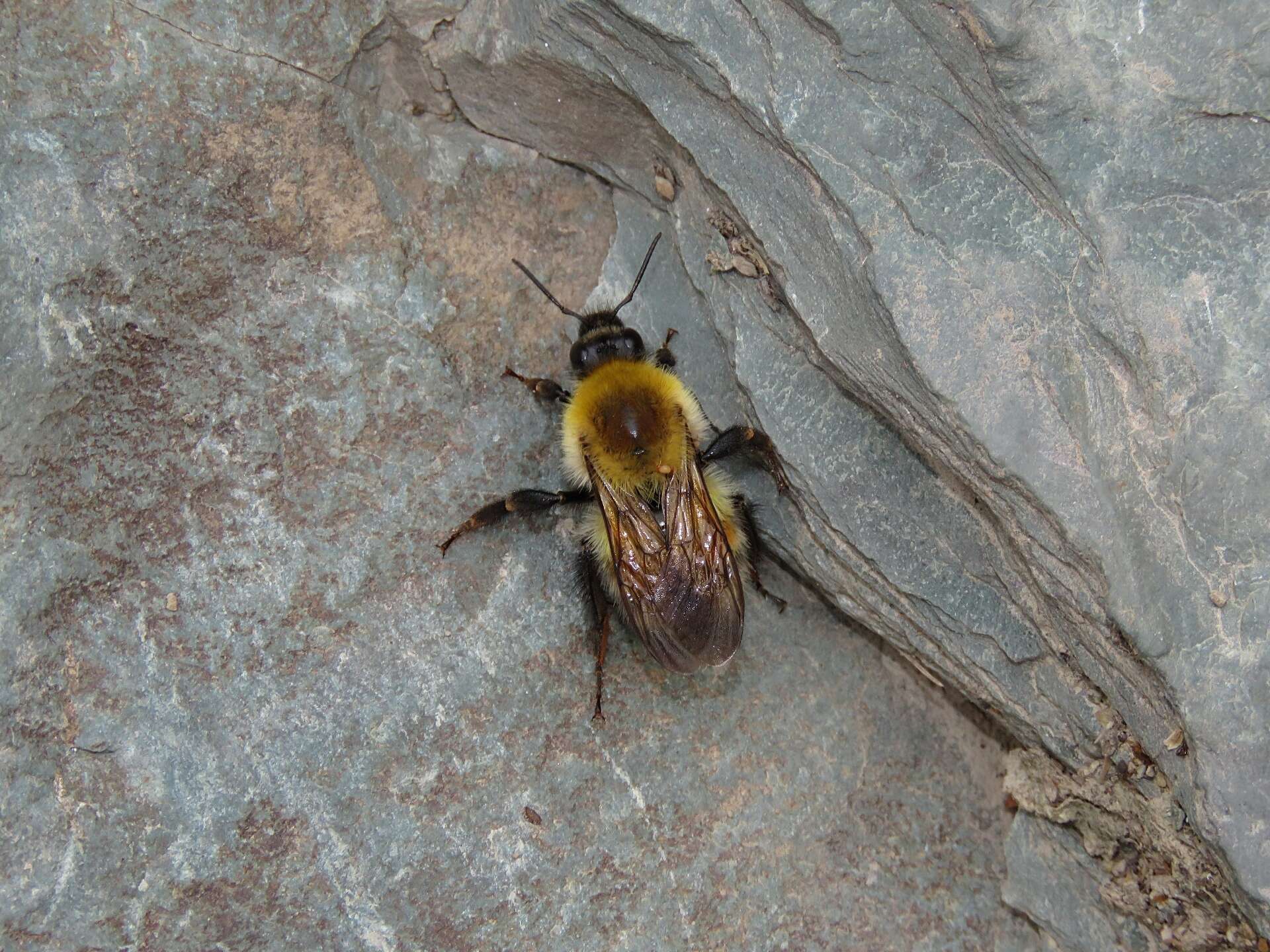 Слика од Bombus consobrinus Dahlbom 1832