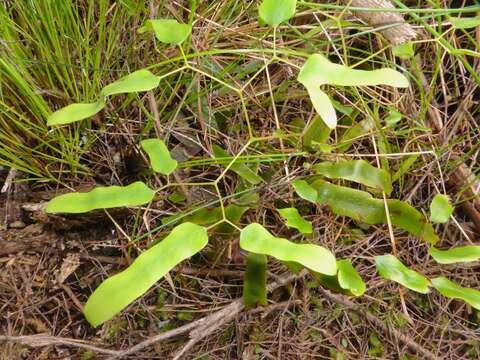 Imagem de Lygodium articulatum A. Rich.