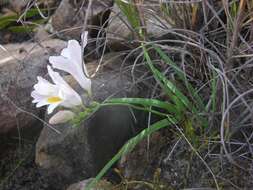 Image of Freesia caryophyllacea (Burm. fil.) N. E. Br.