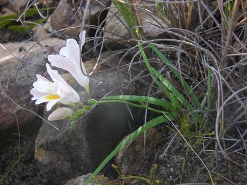 صورة Freesia caryophyllacea (Burm. fil.) N. E. Br.