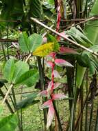 Image of Heliconia chartacea Lane ex Barreiros