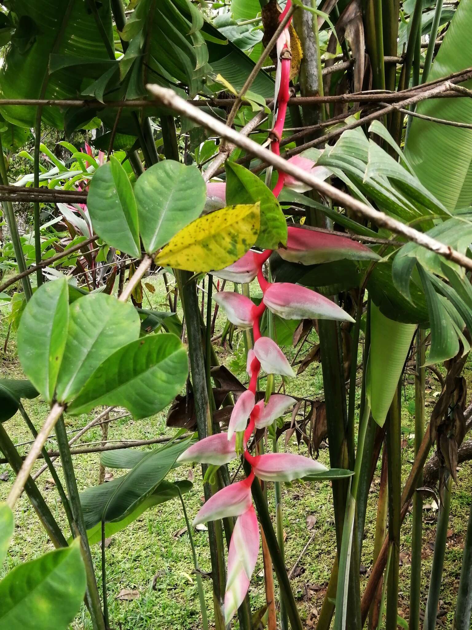 Image of Heliconia chartacea Lane ex Barreiros