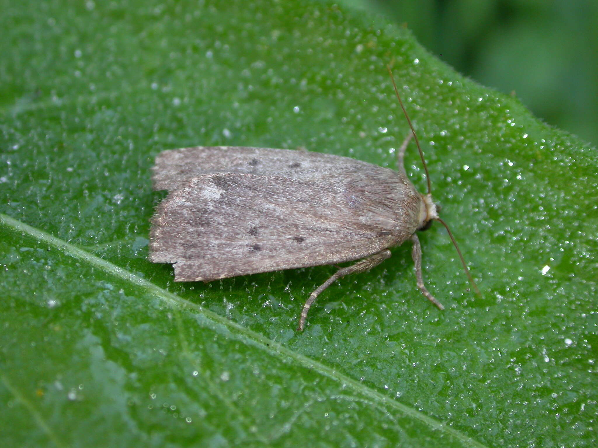 Image of mouse moth