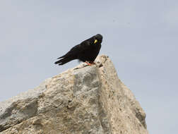 Image of Alpine Chough