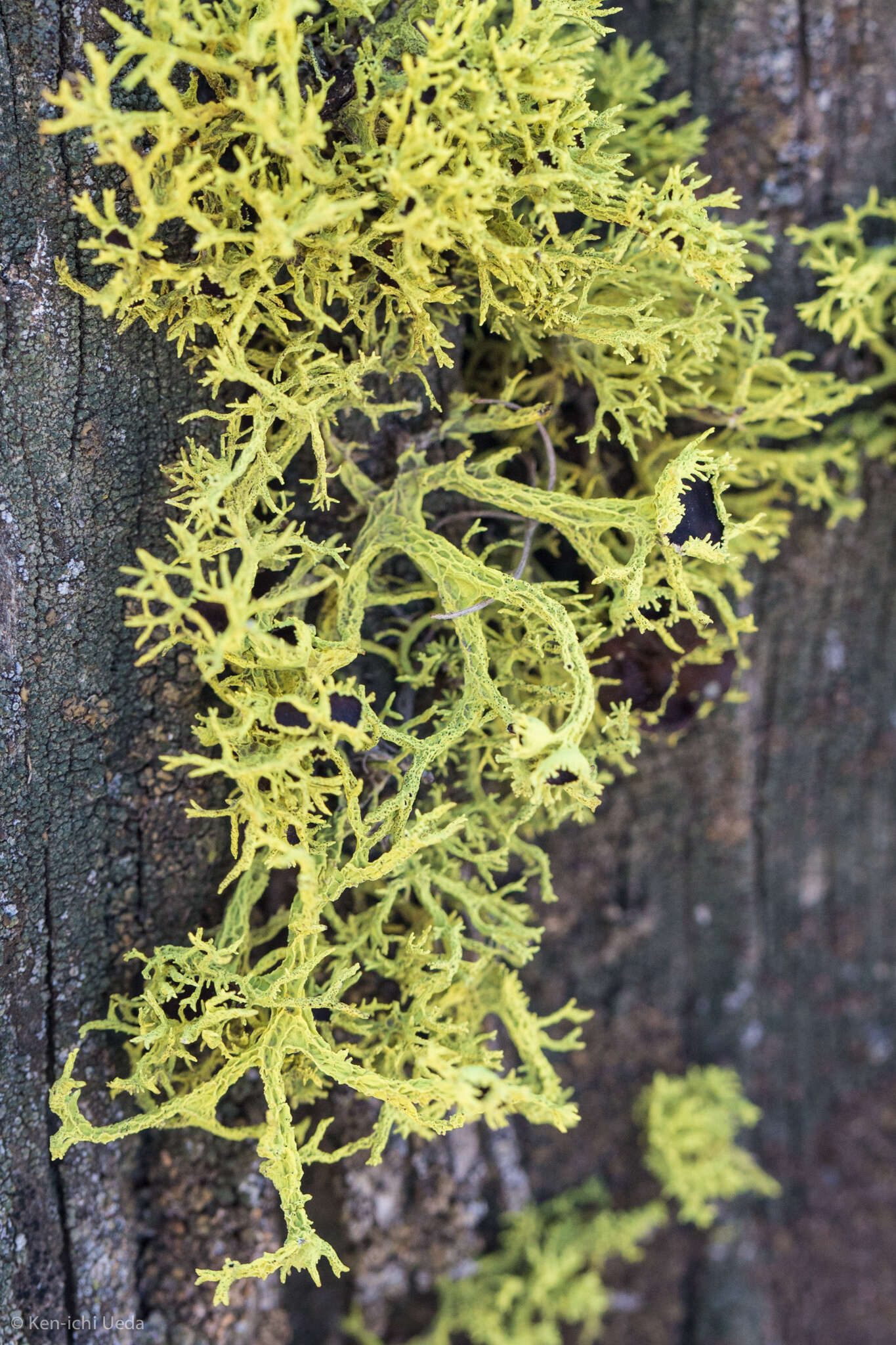 Image of Brown-eyed wolf lichen