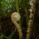 Imagem de Cyathea godmanii (Hook.) Domin.