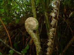 Image of Cyathea godmanii (Hook.) Domin.