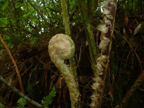 Imagem de Cyathea godmanii (Hook.) Domin.