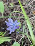 Image de Hyacinthoides mauritanica (Schousb.) Speta