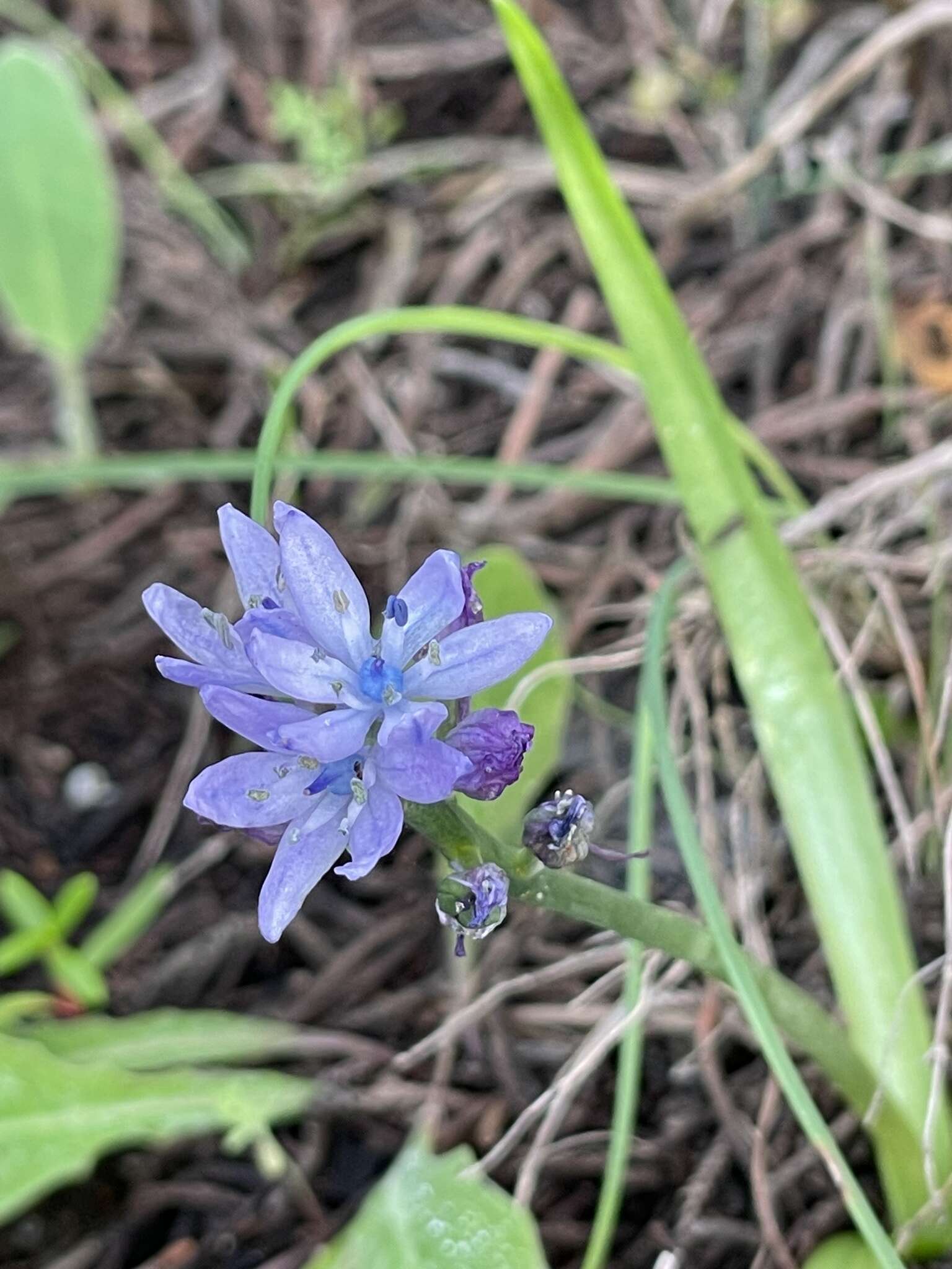 Image of Hyacinthoides mauritanica (Schousb.) Speta