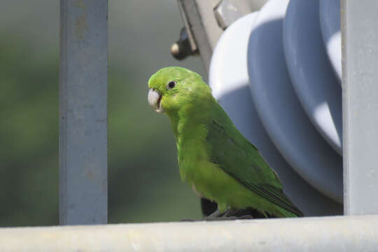 Image of Plain Parakeet