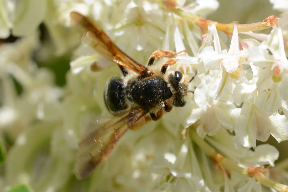 Andrena prunorum Cockerell 1896 resmi