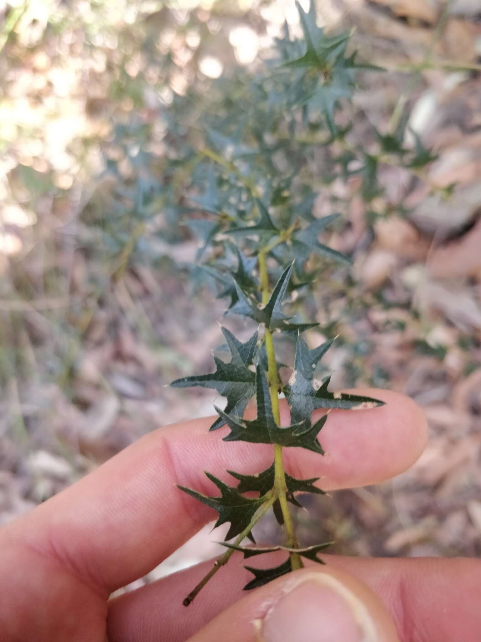 Image of Native Holly